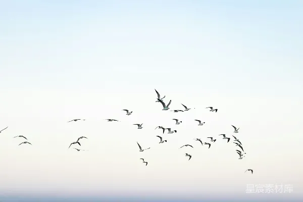 高清摄影 一群鸟在海上飞翔