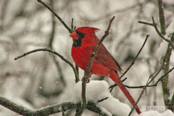 高清摄影 大主教站在树杈上，雪花飘落。