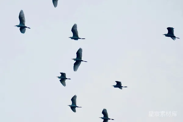 高清摄影 一群鸟在蓝天中飞翔