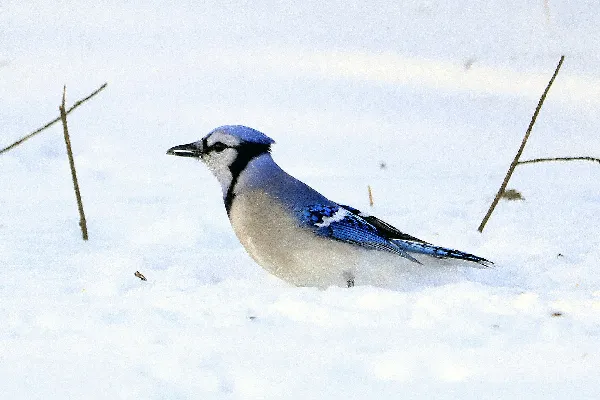 高清摄影 蓝鸟栖息在皑皑白雪上