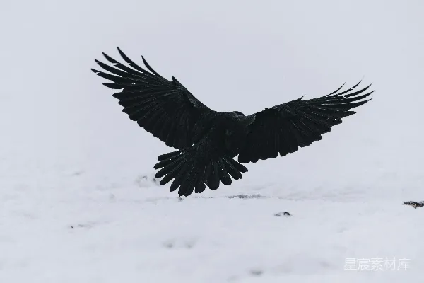 高清摄影 白天黑鸟飞落在覆盖着白雪的地上