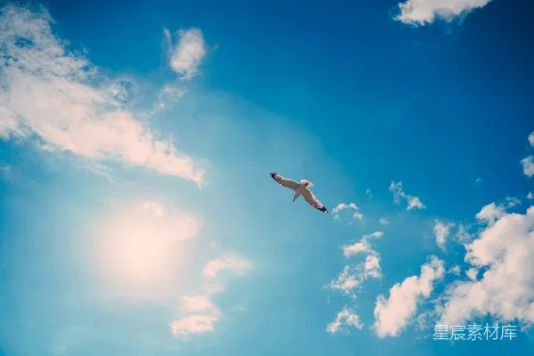 高清摄影 天空中一只高飞的鸟