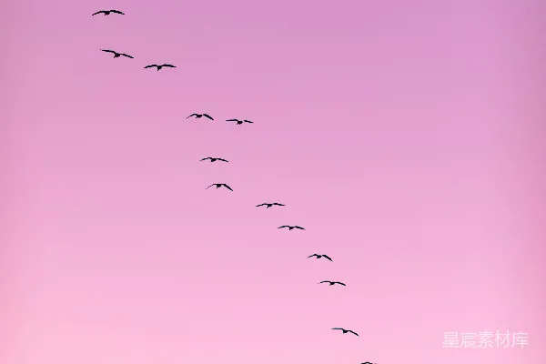 高清摄影 一群鸟在飞翔