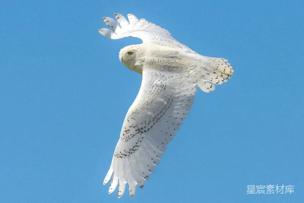 高清摄影 白 owl 飞行的特写照片