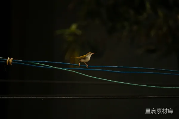 高清摄影 暗处一只小鸟栖息在电线之上。