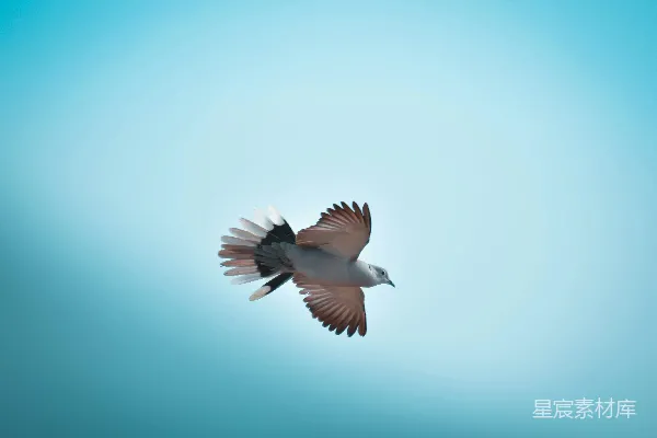 高清摄影 天空中飞翔的鸟张开翅膀