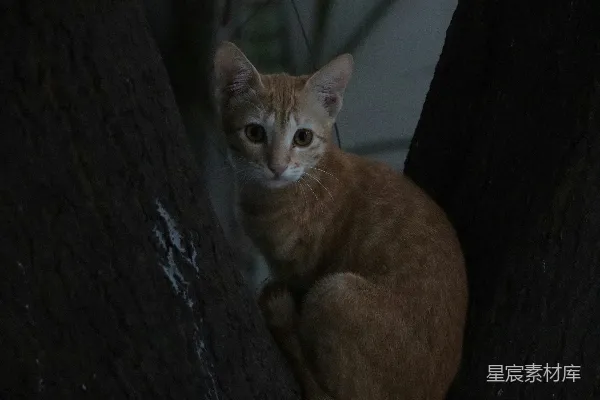 高清摄影 一只猫坐在一棵树上，在黑暗中。