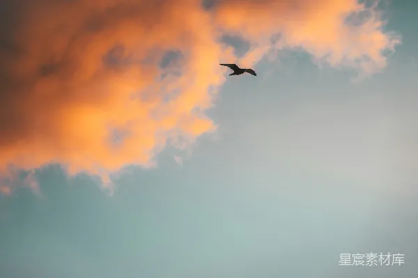 高清摄影 橙色云下飞过的鸟的轮廓