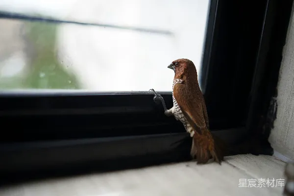 高清摄影 窗台上的小鸟
