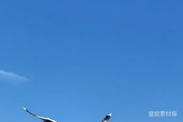 高清摄影 几只鸟在一片水域上空飞翔