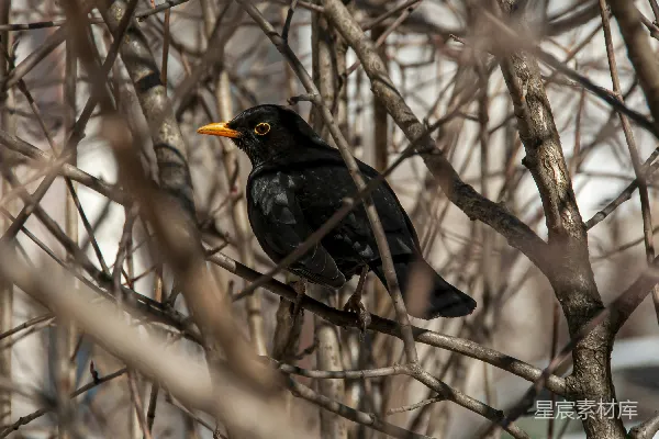高清摄影 树杈上坐着一只黑鸟