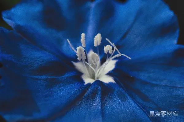 高清摄影 蓝白花的 Macro 独特镜头拍摄