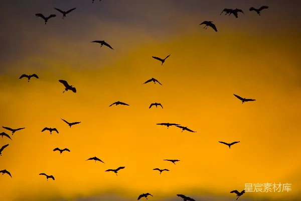 高清摄影 飞鸟 silhouette 照片