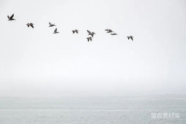 高清摄影 一群鸟飞过水面