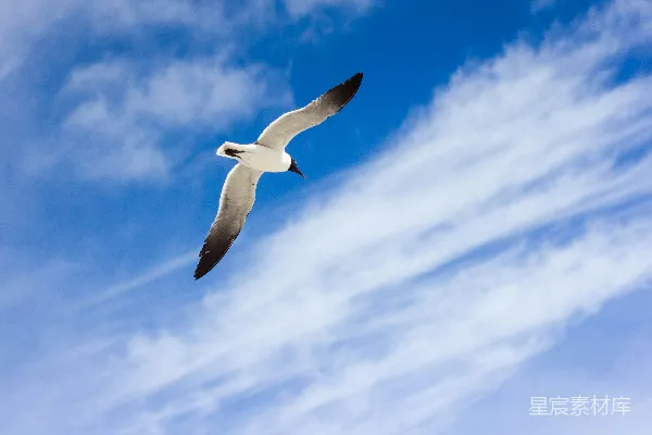 高清摄影 白天拍摄的飞翔的白黑相间鸟的照片