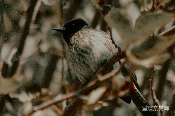 高清摄影 树杈上一只小鸟蹲坐