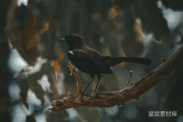 高清摄影 一只鸟站在树枝上