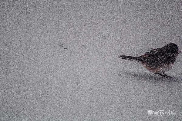 高清摄影 一只小鸟站在雪中。