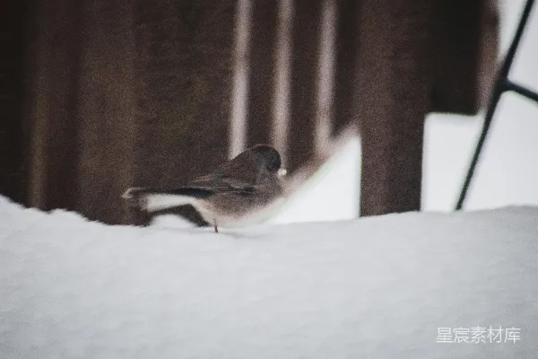 高清摄影 一只小鸟站在一堆雪上