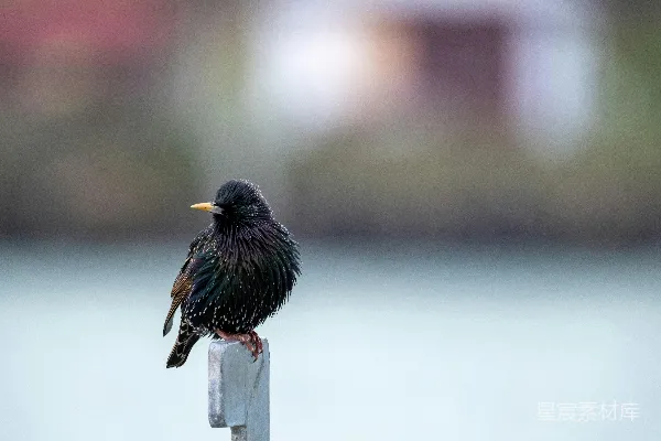 高清摄影 一只黑色的鸟坐在木杆顶部