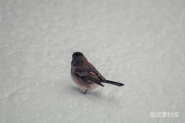 高清摄影 一只小鸟站在雪中。