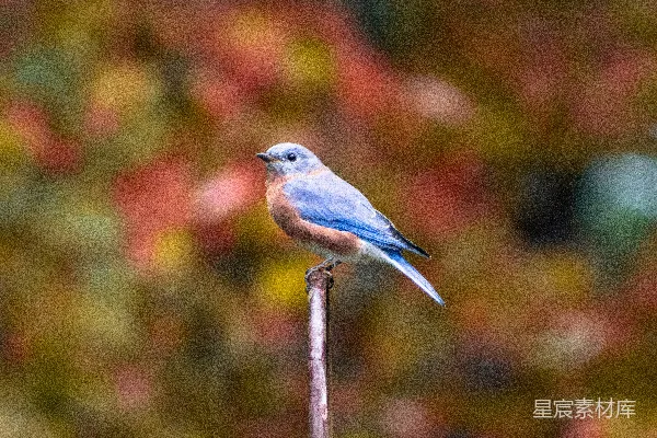 高清摄影 一只蓝色的鸟坐在一个金属杆顶上