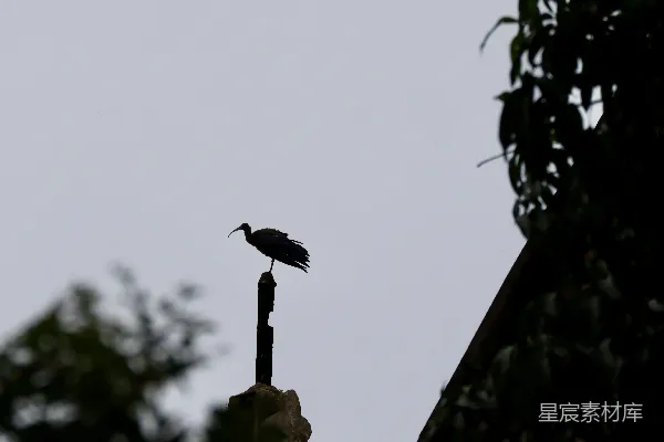 高清摄影 一只鸟站在电杆上。