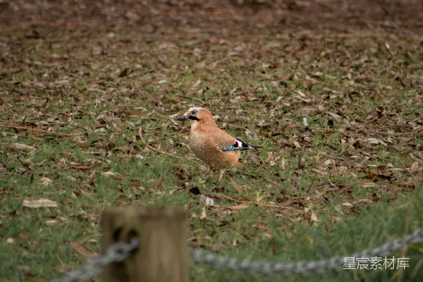 高清摄影 一只小鸟站在覆盖着草地的田野顶端