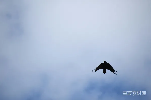 高清摄影 一只鸟在云蓝色的天空中飞翔。