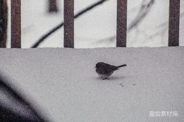 高清摄影 一只小鸟站在覆盖着白雪的地面上。