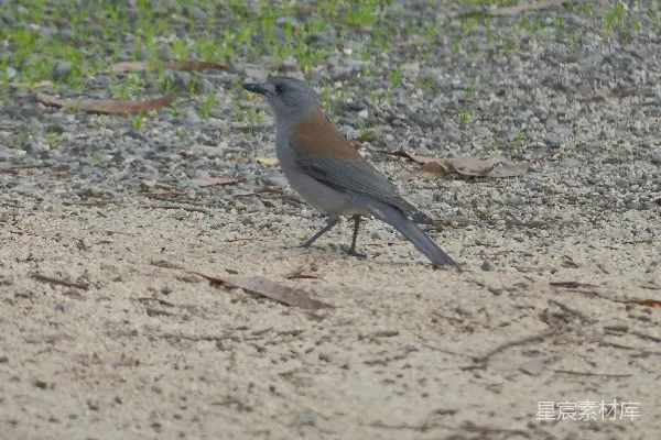 高清摄影 一只蓝灰色的鸟站在泥土和鹅卵石上。
