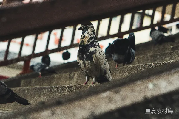 高清摄影 黑白鸽子