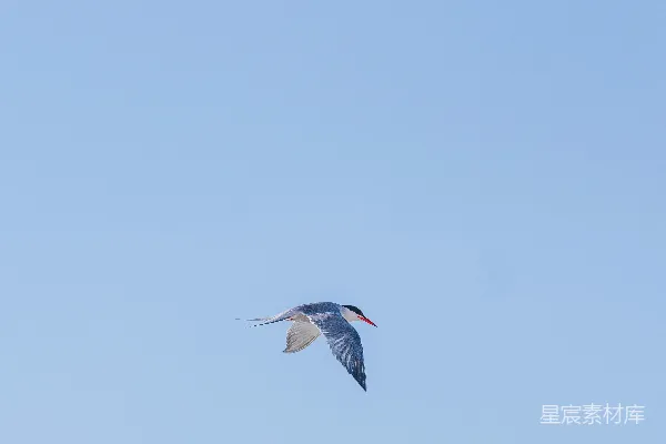 高清摄影 天空中一只鸟在晴朗的日子里飞翔