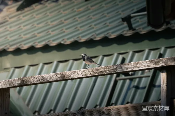 高清摄影 一只小鸟栖息在木栏杆上。