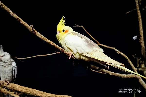 高清摄影 一群鸟坐在树干上。