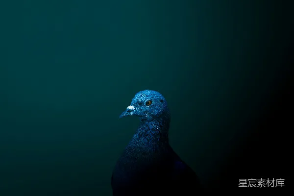 高清摄影 一只蓝色的鸟站在黑暗中