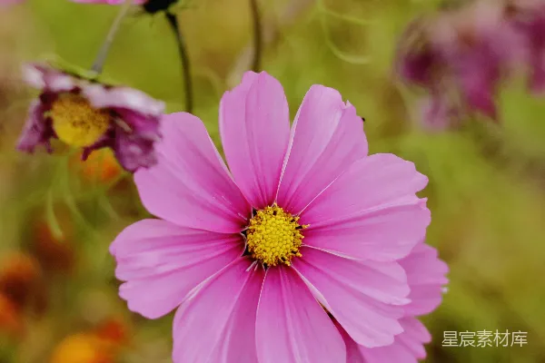 花园里一朵粉红色的紫苑花特写。