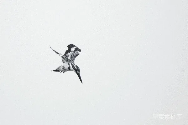 高清摄影 几只鸟在云层中的天空中飞翔