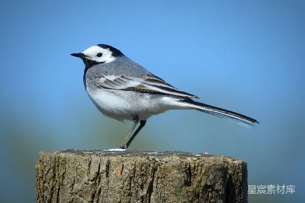 高清摄影 一只白 Wagtail 鸟站在木头桩上。
