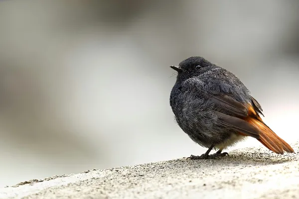 高清摄影 黑色鸟儿落在棕色表面之上