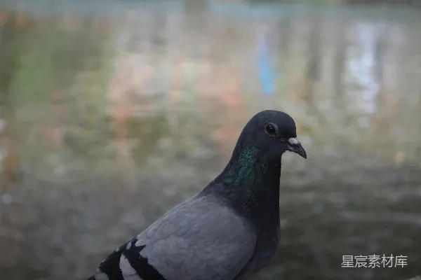 高清摄影 一只鸽子站在一块岩石附近的一片水域上