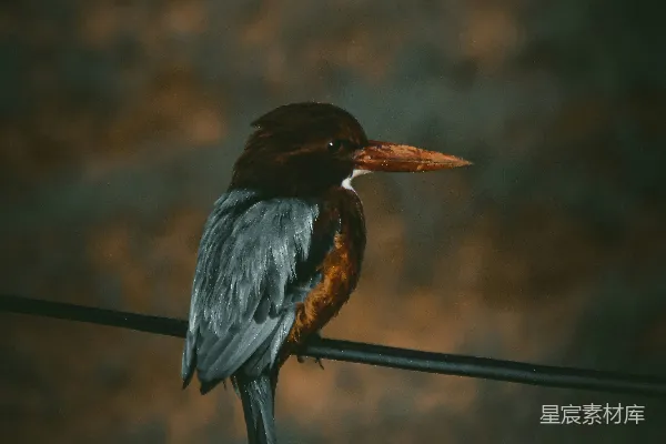 高清摄影 一只鸟坐在电线杆上
