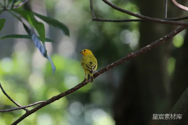 高清摄影 一只小黄鸟栖息在树枝上。