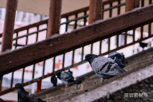高清摄影 棕色和灰色鸟的特写照片