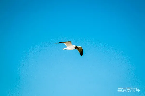 高清摄影 白天白黑鸟在蓝天中飞翔
