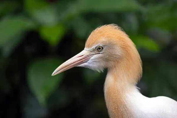 高清摄影 一头牛 egret 的特写镜头，背景中有模糊的绿色植被。