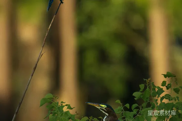 高清摄影 两只鸟栖息在繁茂的绿植之中。