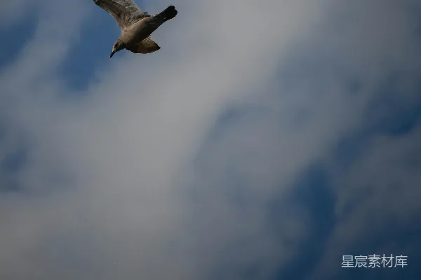 高清摄影 一只鸟在一片云层中穿梭于蔚蓝的天空中