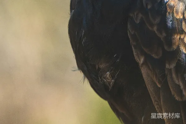 高清摄影 黑棕色鸟在倾斜透视镜头下