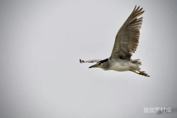 高清摄影 天空中飞翔的鸟